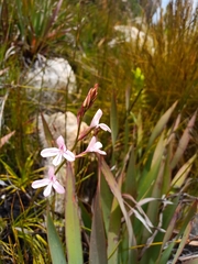 Disa gladioliflora gladioliflora
