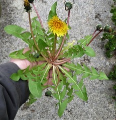 Taraxacum pseudohamatum