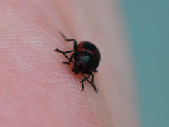 Entomoscelis orientalis