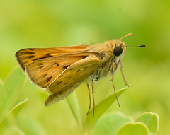 Hylephila phyleus phyleus