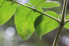 Aralia decaisneana