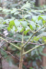 Aralia decaisneana