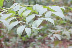 Aralia decaisneana