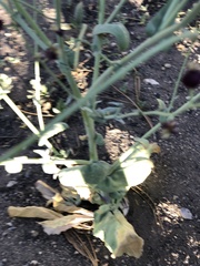 Caulanthus amplexicaulis