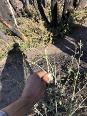 Caulanthus amplexicaulis