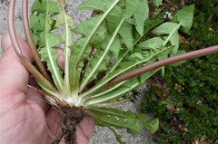Taraxacum pseudohamatum