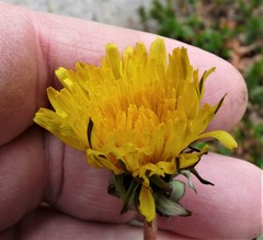 Taraxacum pseudohamatum