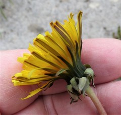 Taraxacum pseudohamatum
