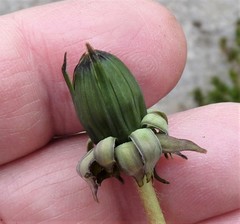 Taraxacum pseudohamatum