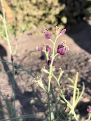 Caulanthus amplexicaulis