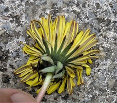 Taraxacum pseudohamatum