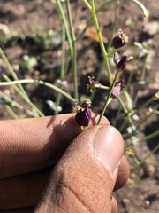 Caulanthus amplexicaulis