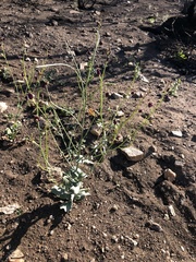 Caulanthus amplexicaulis