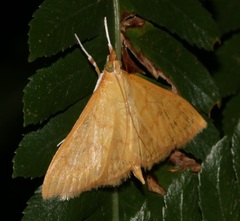 Ecpyrrhorrhoe puralis