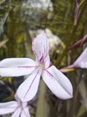 Disa gladioliflora gladioliflora
