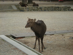 Cervus nippon