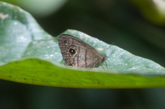 Hermeuptychia harmonia