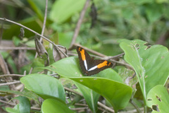 Adelpha boeotia