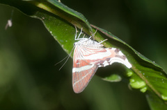 Erateina drucei