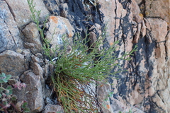 Limonium articulatum