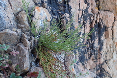 Limonium articulatum