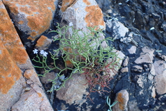 Limonium articulatum