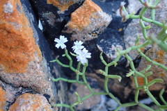 Limonium articulatum