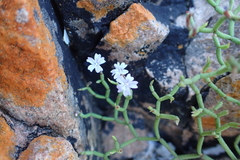 Limonium articulatum