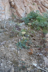 Daucus carota maritimus