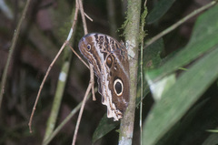 Caligo atreus
