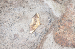 Pantographa scripturalis