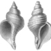 Neptune Whelks - Photo 
Scanned by Tom Meijer, no known copyright restrictions (public domain)