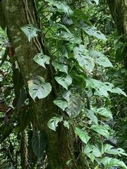 Monstera adansonii