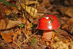 Russula peckii