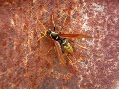 Polistes xanthogaster