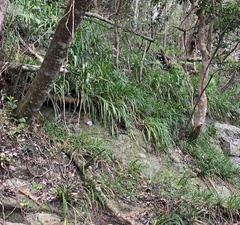Tulbaghia maritima