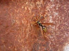 Polistes xanthogaster