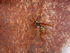 Polistes xanthogaster