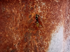 Polistes xanthogaster