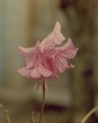 Rhododendron mucronulatum