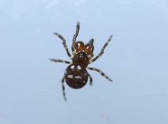 Mysmenidae