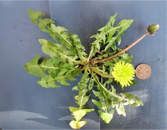 Taraxacum pseudomarklundii