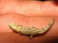 Brookesia tuberculata