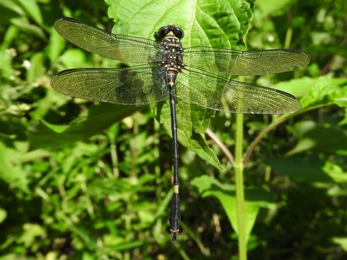 Gomphidia madi