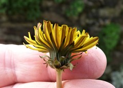 Taraxacum pseudomarklundii