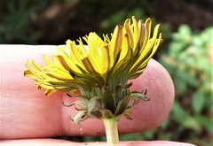 Taraxacum pseudomarklundii