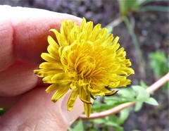 Taraxacum pseudomarklundii