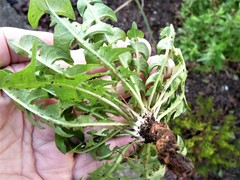 Taraxacum pseudomarklundii