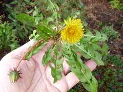 Taraxacum pseudomarklundii