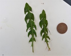 Taraxacum pseudomarklundii